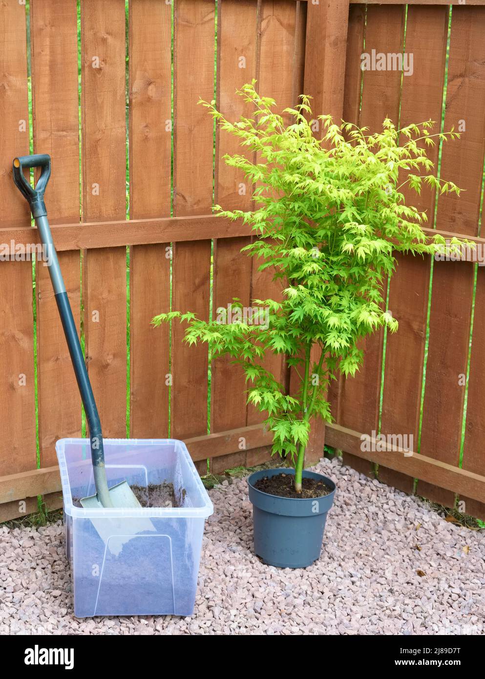 Maple tree during planting sequence in house garden Stock Photo - Alamy