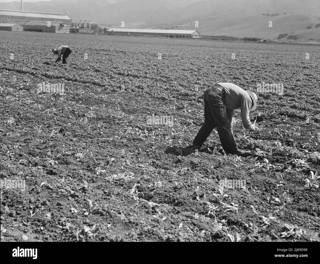 Spreckels sugar hires stock photography and images Alamy