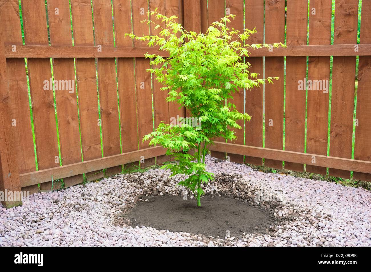 Maple tree during planting sequence in house garden Stock Photo - Alamy