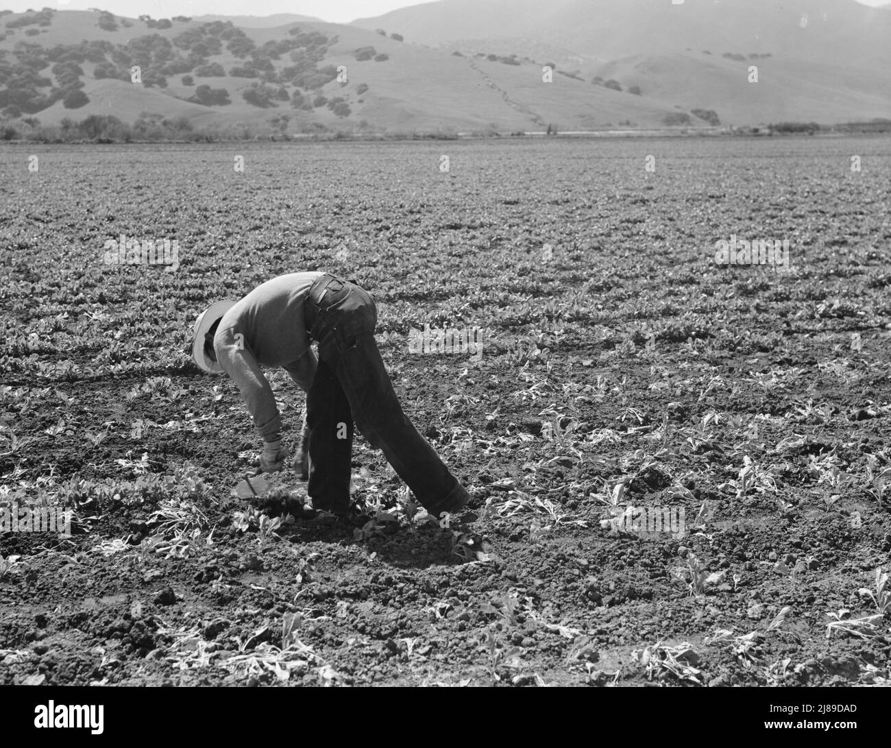 Spreckels sugar factory and sugar beet field with Mexican and Filipino workers thinning sugar beets. Monterey County, California. Stock Photo