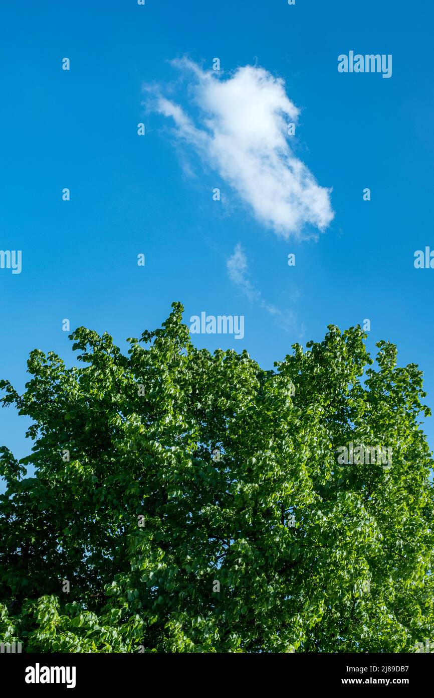 Single white cloud above tree Stock Photo