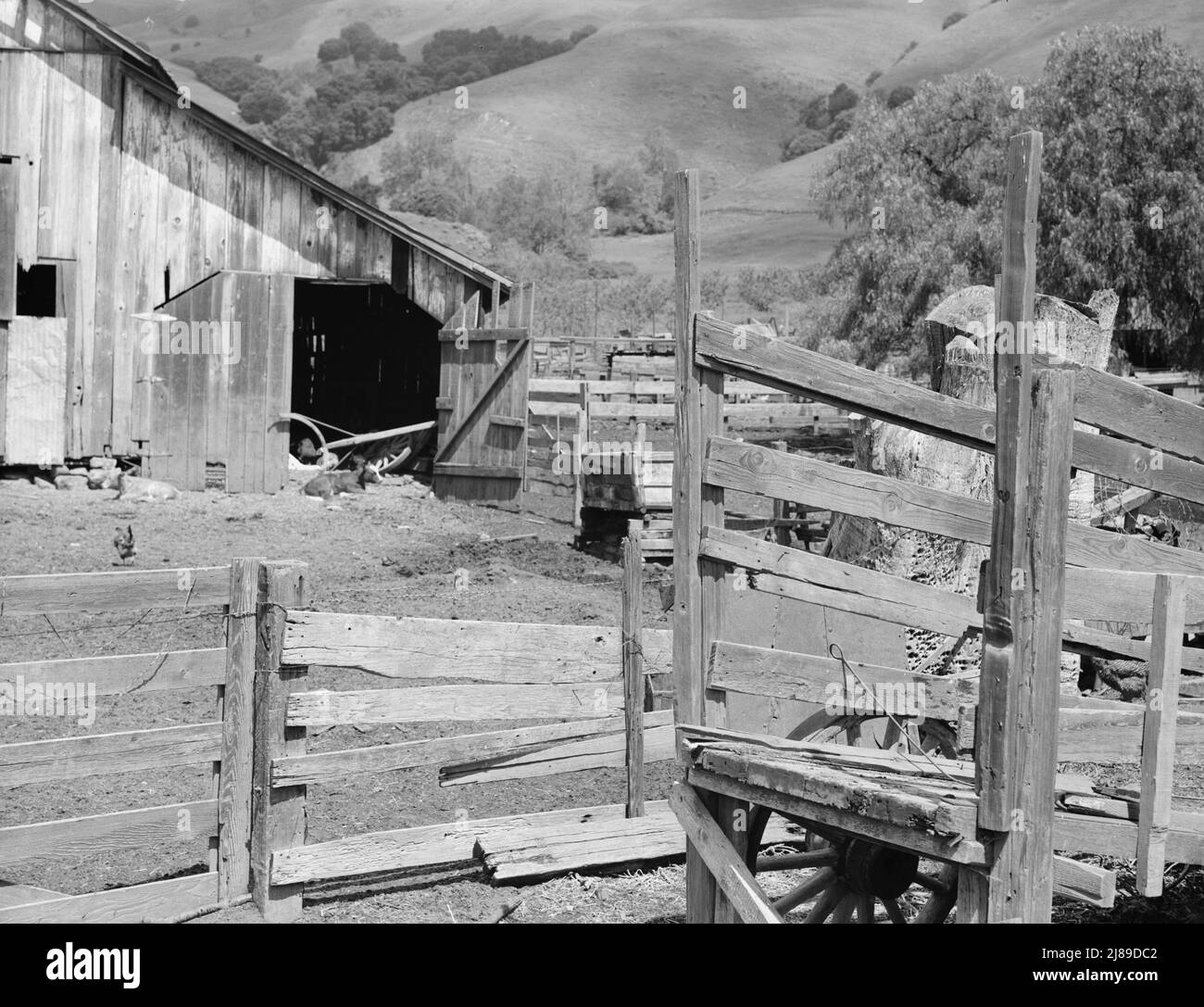 Farmyard of small Italian farmer. Santa Clara County, California. Stock Photo