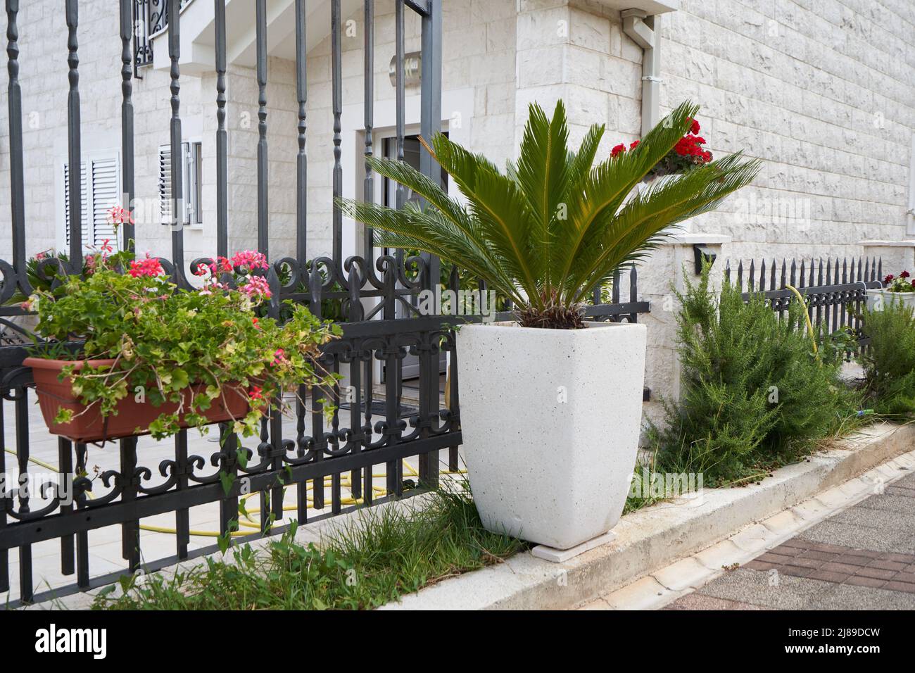 Cycas palm tree in large pots next to the fence Stock Photo
