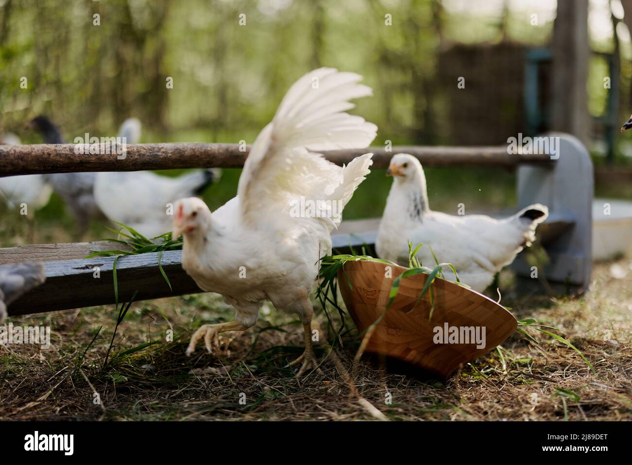 Young chickens and roosters eat organic feed from feeders on a green