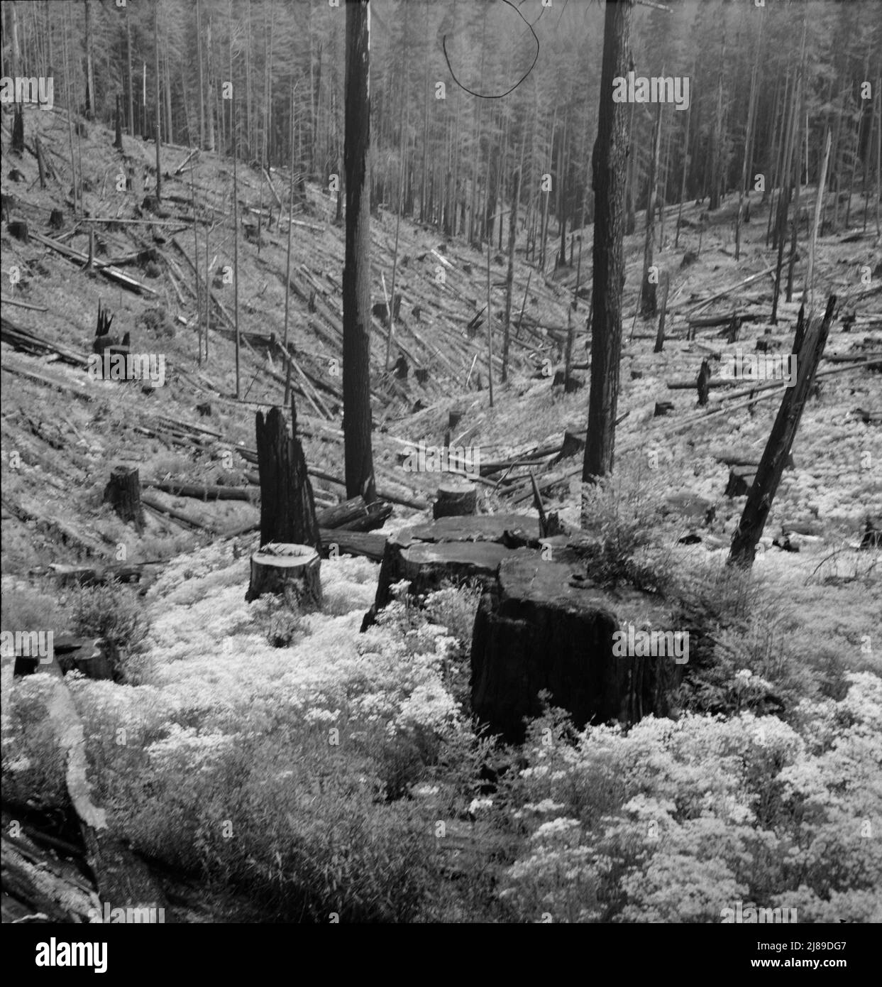 Logged over land along U.S. 99. Southern Oregon Stock Photo - Alamy