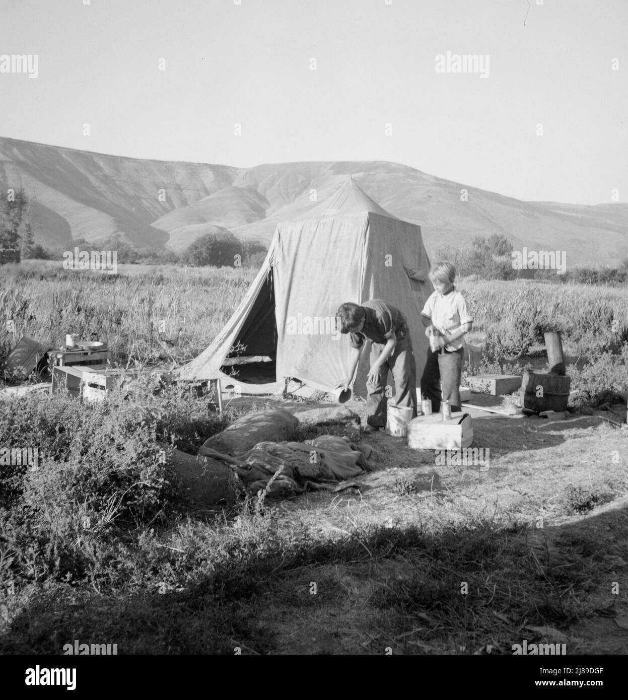 [Untitled, possibly related to: Fatherless migratory family camped behind gas station. The mother is trying to support three boys by picking pears. Just arrived from Minnesota, she used to work in a restaurant there. Oldest boy, age ten, helped carry ladder from tree to tree Photograph made at end of day (temperature 106 degrees) when she returned from orchard. Yakima Valley, Washington]. Stock Photo