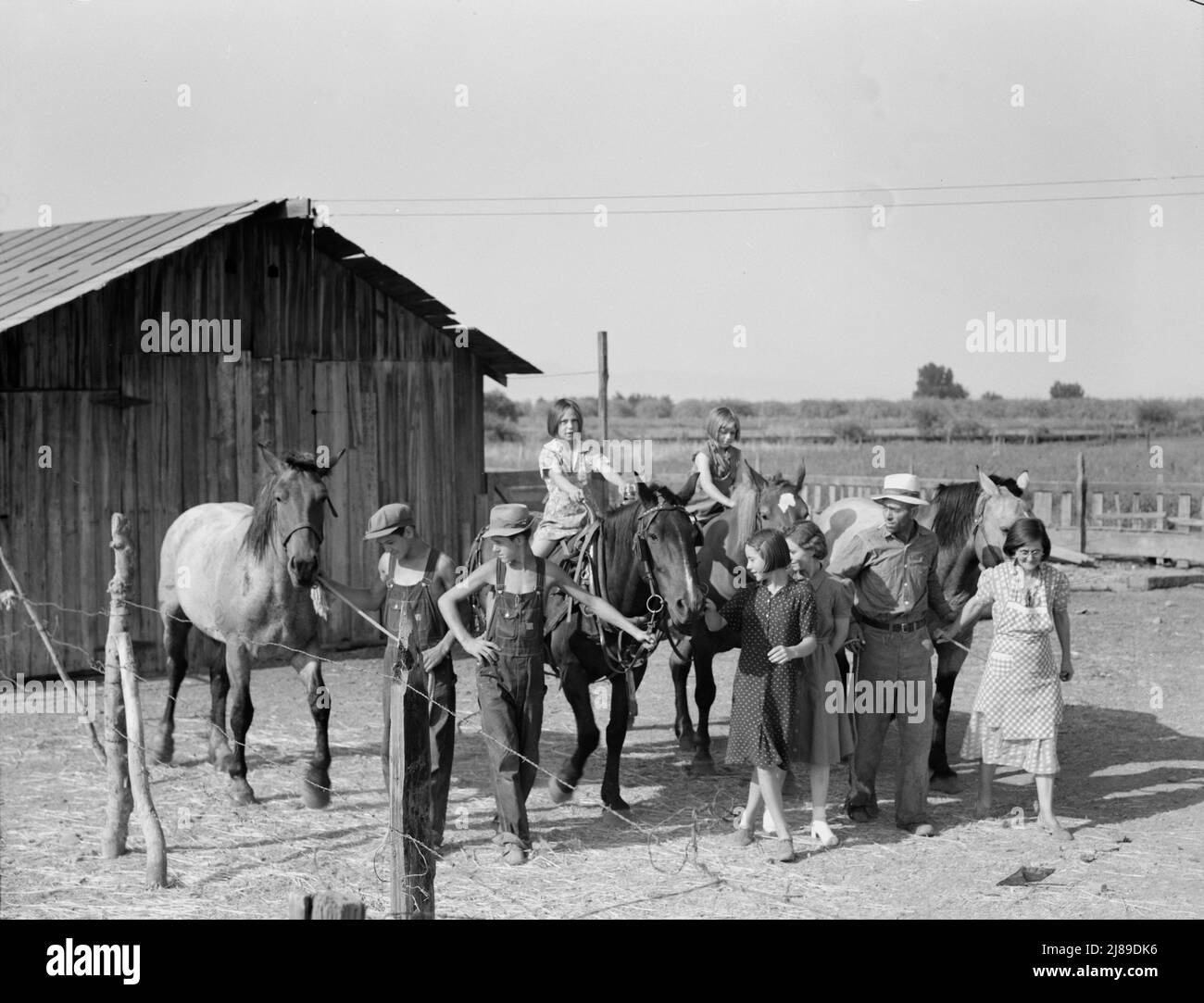 Chris Adolf, his team, and six of his children on their new farm. Washington, Yakima Valley, near Wapato. Stock Photo