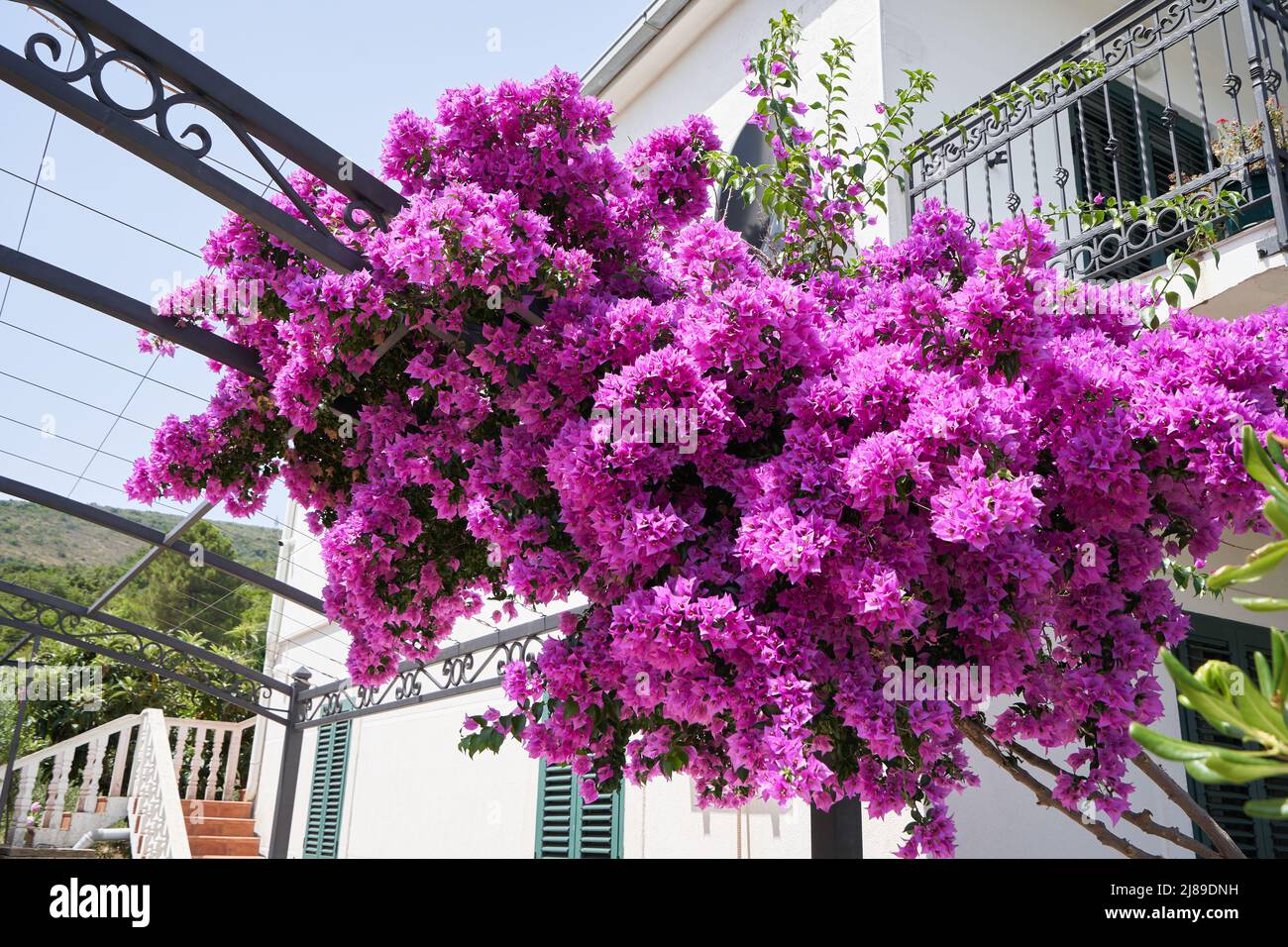 Vibrant bougainvillea in the garden for landscaping the house Stock