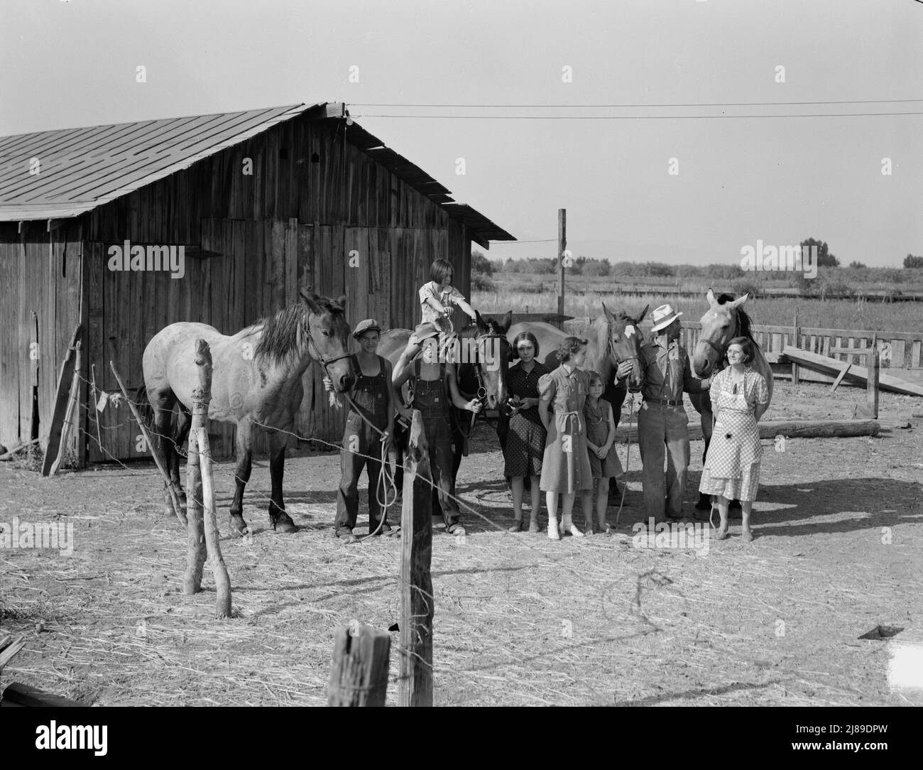 Chris Adolf, his team, and six of his children on their new farm. Washington, Yakima Valley, near Wapato. Stock Photo