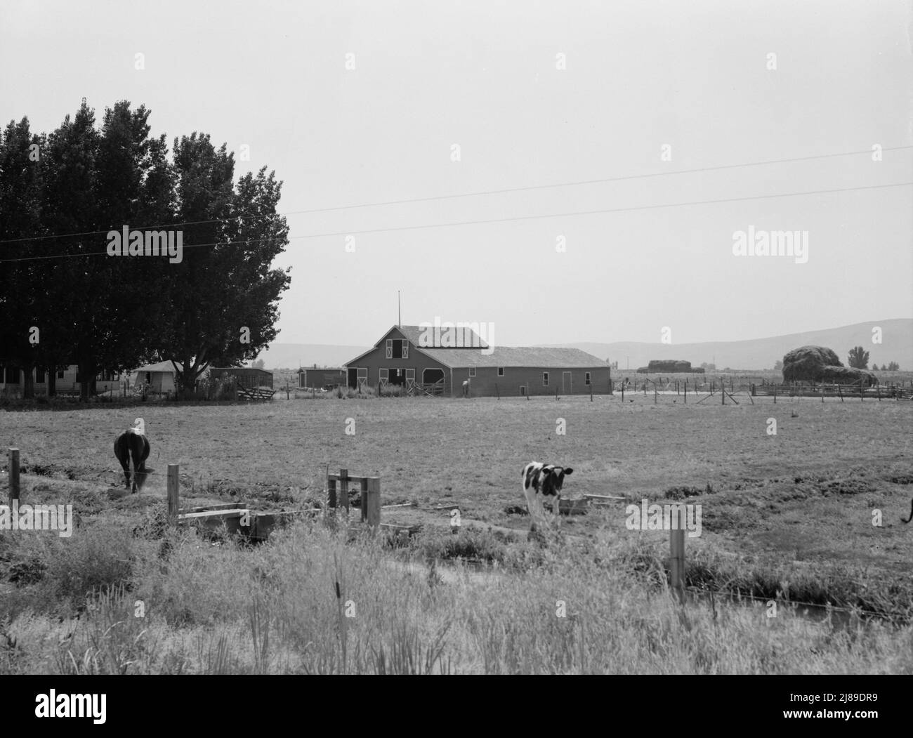 Washington, Yakima Valley, west of Toppenish. On tenant purchase program (Farm Security Administration) client E. Houston. Irrigated pasture, cows, barn on Houston farm. A younger couple were tenant farmers for seven years, now have their own farm, eighty acres, price seven thousand five hundred and forty four dollars. Stock Photo