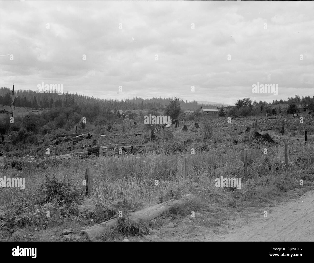 Western Washington, Thurston County, Michigan Hill. Another stump farm near Arnold place. Stock Photo