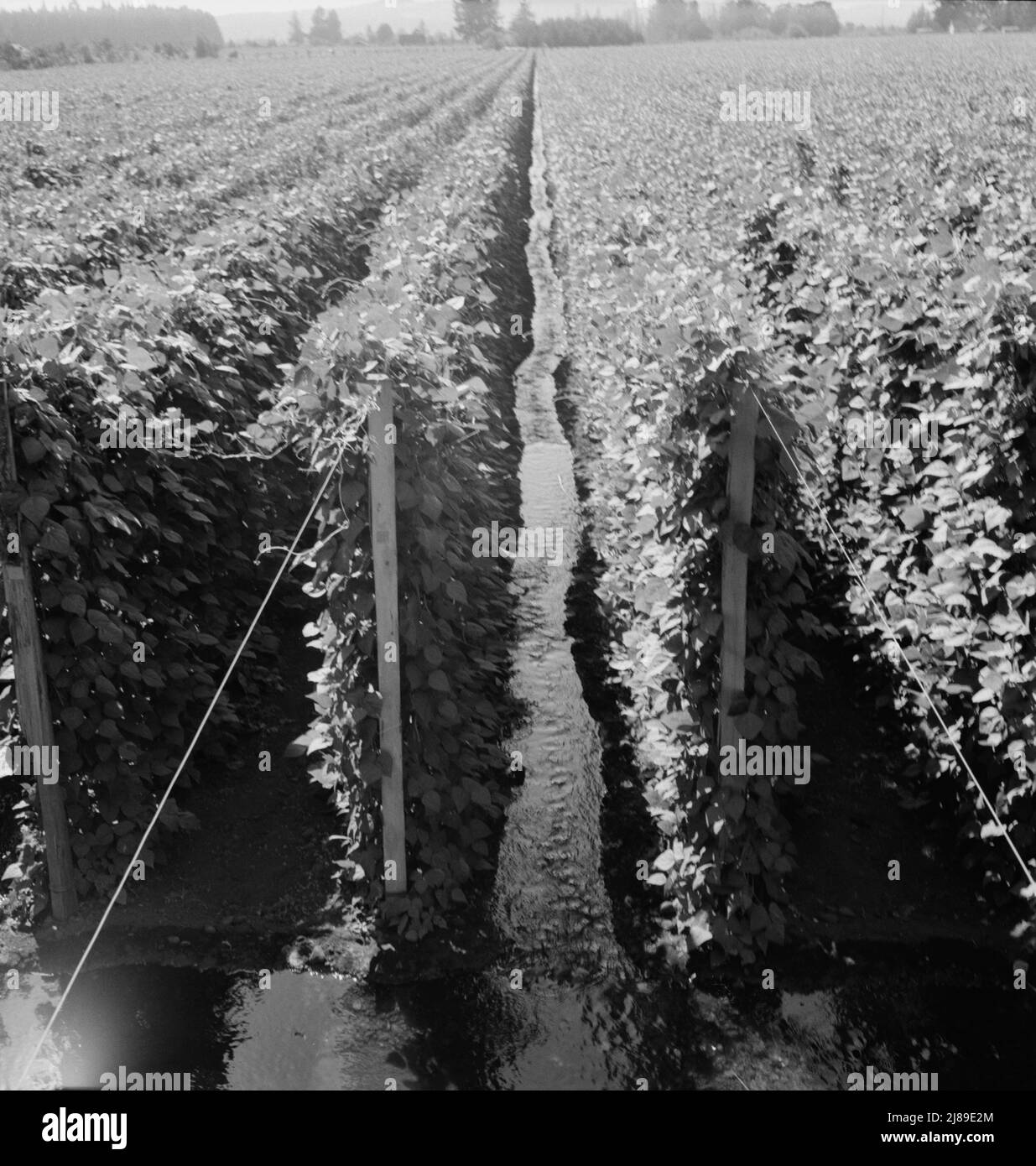 [Untitled, possibly related to: Oregon, Marion County, near West Stayton. Beanfield showing irrigation. Stock Photo
