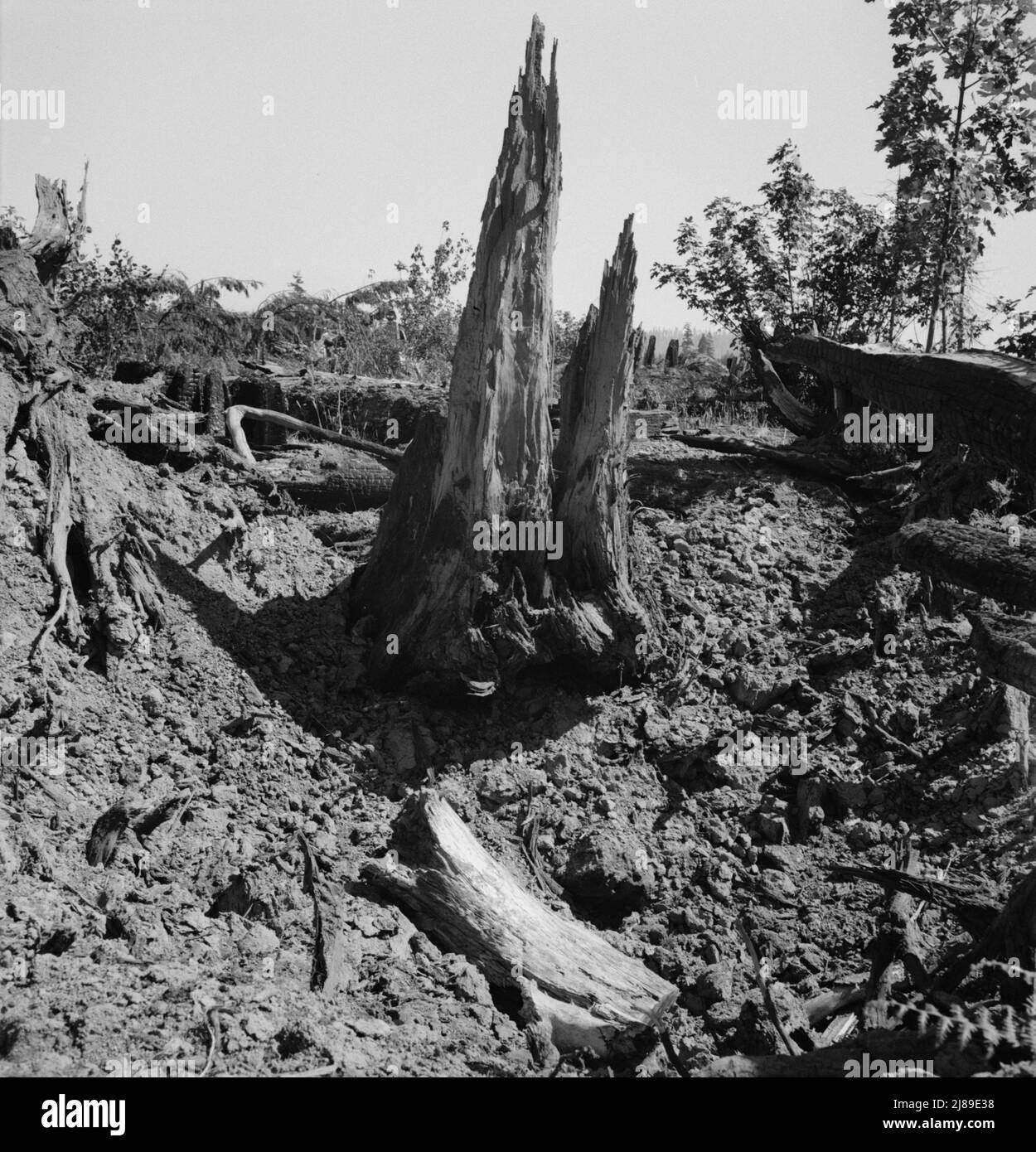 Western Washington, Lewis County, near Vader. Stumps on Nieman farm where bulldozer is working. Stock Photo