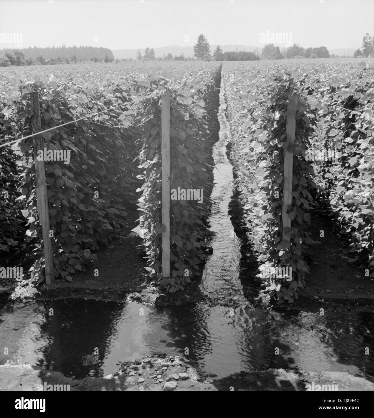 Oregon, Marion County, near West Stayton. Beanfield showing irrigation. Stock Photo