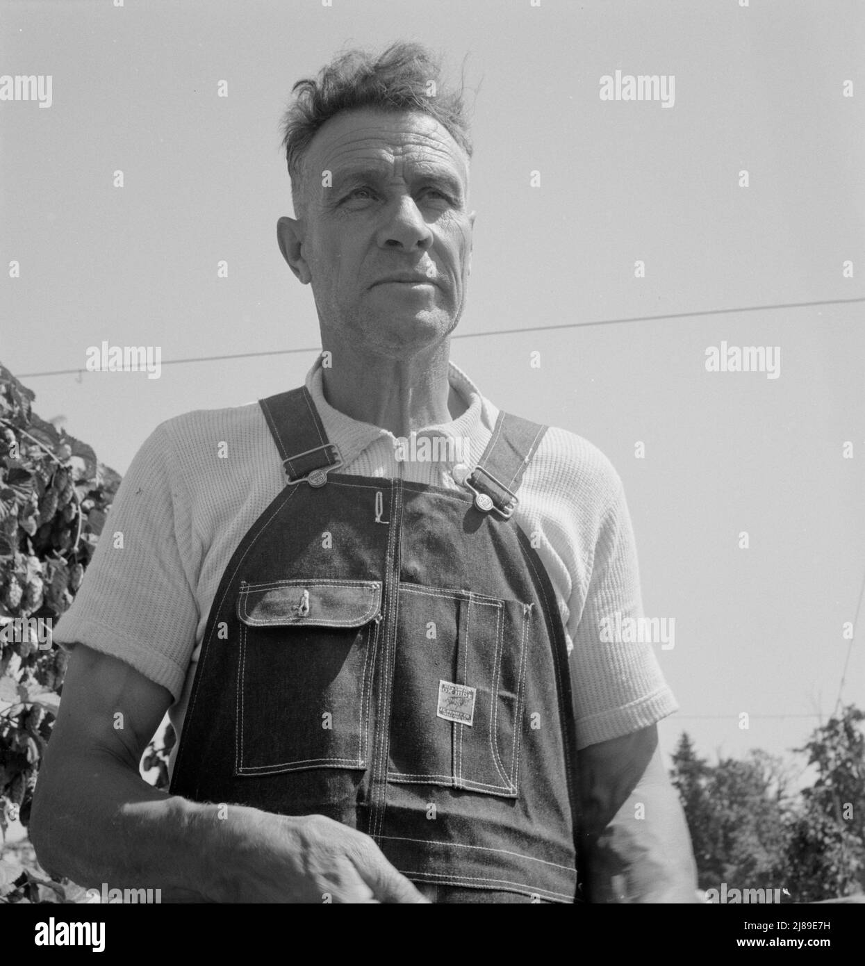 Hop picker, once Nebraska farm owner. Near Independence, Polk County, Oregon. Stock Photo