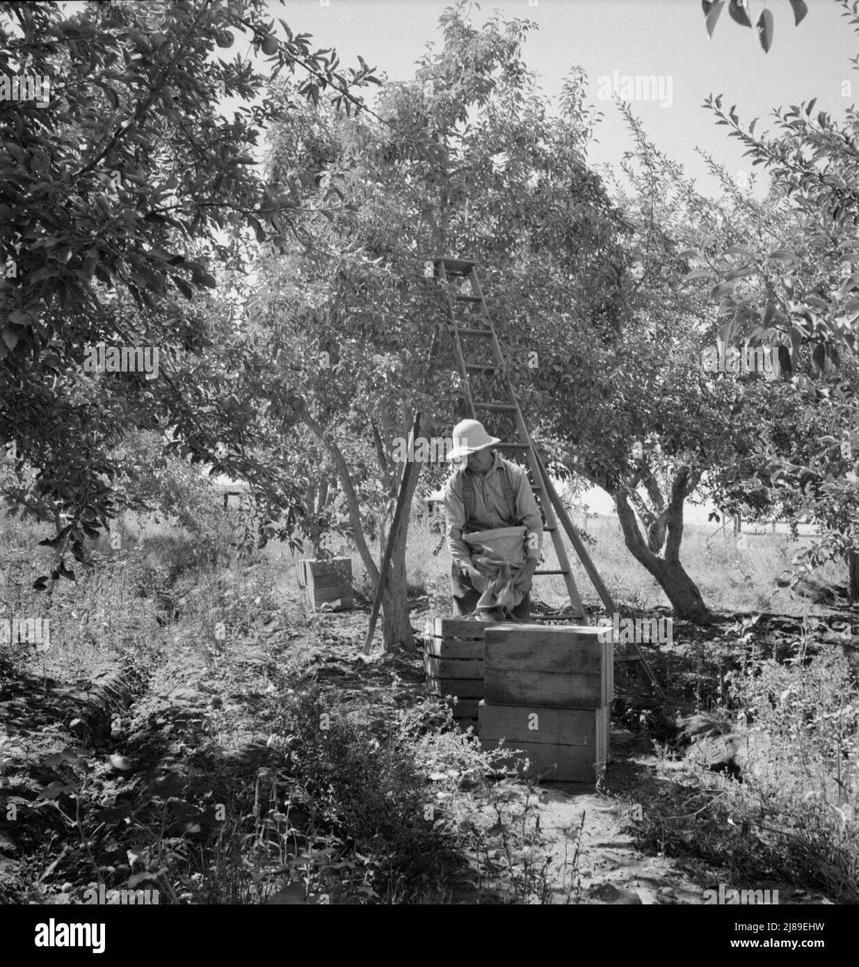 [Untitled, possibly related to: Dumping full sack of picked pears to lug box, which will be trucked to the packinghouse. Note design of picking sack which opens from bottom. Washington, Yakima Valley. See general caption number 34]. Stock Photo