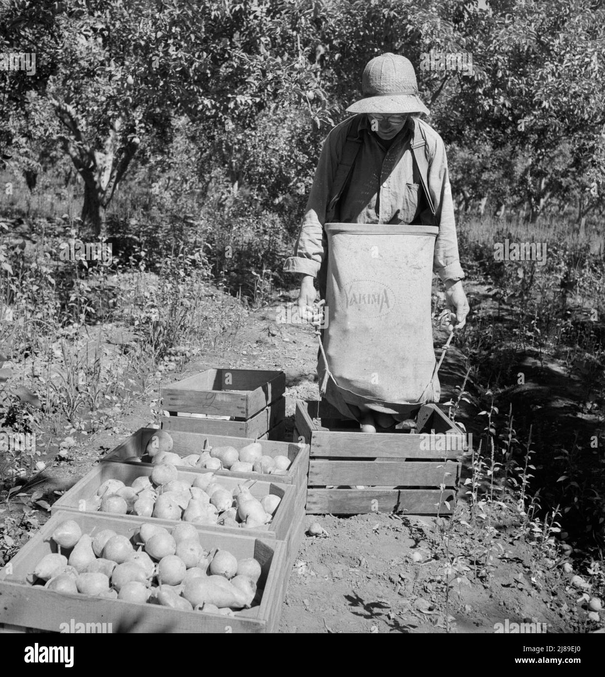 Dumping full sack of picked pears to lug box, which will be trucked to the packinghouse. Note design of picking sack which opens from bottom. Washington, Yakima Valley. See general caption number 34. Stock Photo