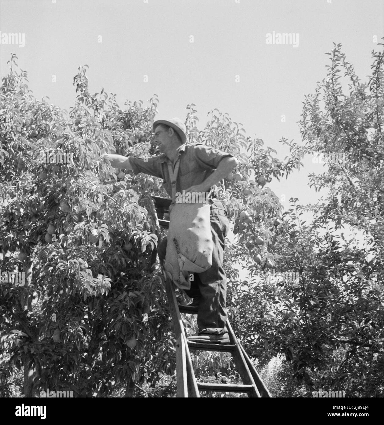 [Untitled, possibly related to: Harvesting pears, Pleasant Hill Orchards. Washington, Yakima Valley. See general caption number 34]. Stock Photo