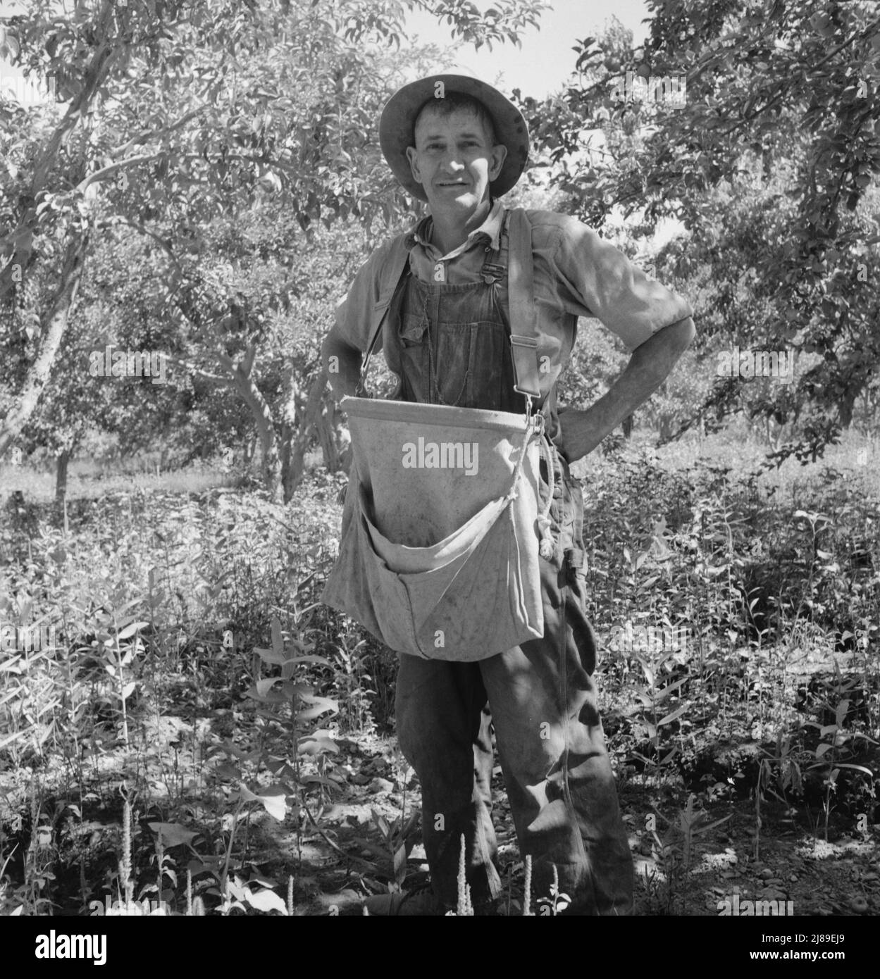 Fruit tramp. Note design of pear strap, to balance weight of the pears
