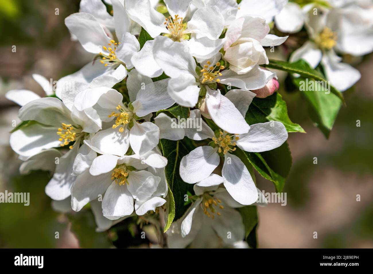 Spring season with flowering apple blossoms in the orchard of Lacock Abbey, Chippenham, Cotswolds, Wiltshire, England, Great Britain. Stock Photo