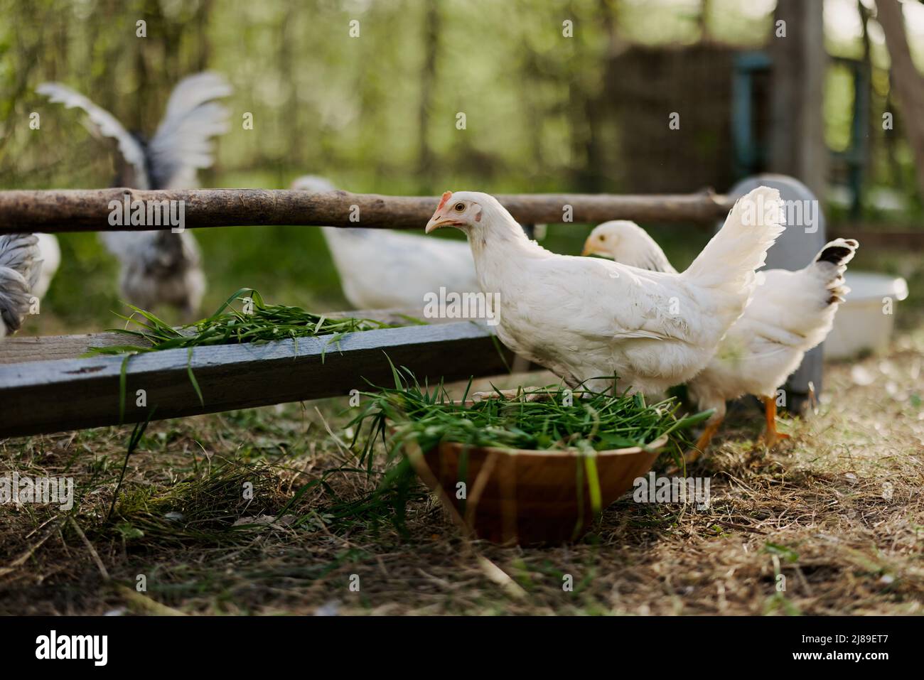 Young chickens and roosters eat organic feed from feeders on a green