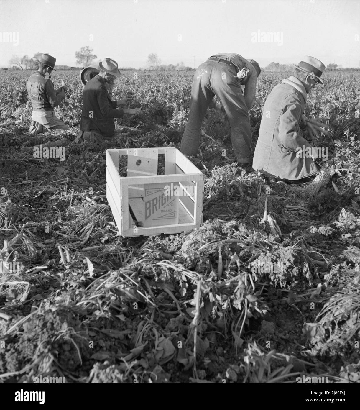 Near Meloland, Imperial Valley. Large scale agriculture. Gang labor, Mexican and white, from the Southwest. Pull, clean, tie and crate carrots for the eastern market for eleven cents per crate of forty-eight bunches. Many can barely make one dollar a day. Heavy oversupply of labor and competition for jobs keen. [Crate: 'Bright Brand']. Stock Photo