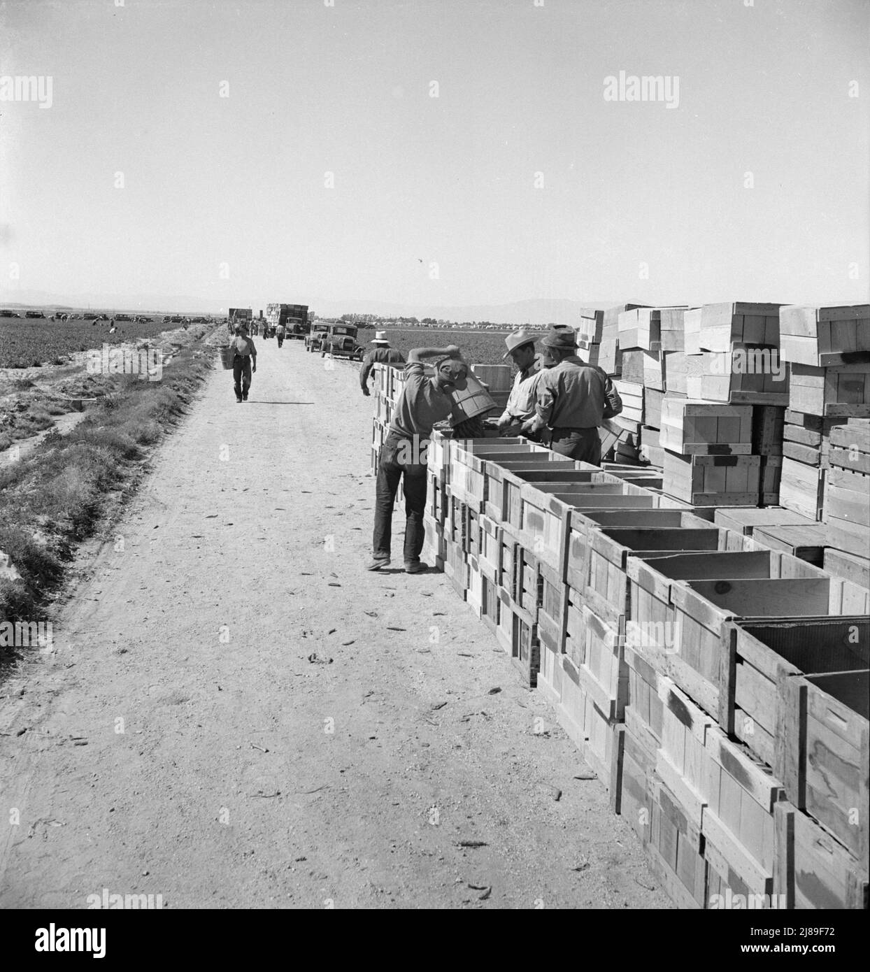 Pea harvest. Largescale industrialized agriculture on Sinclair Ranch
