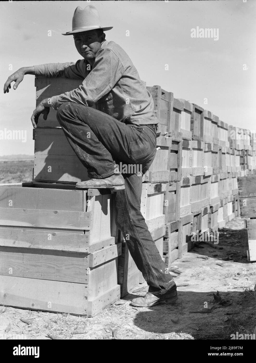 Pea harvest. Largescale industrialized agriculture on Sinclair Ranch