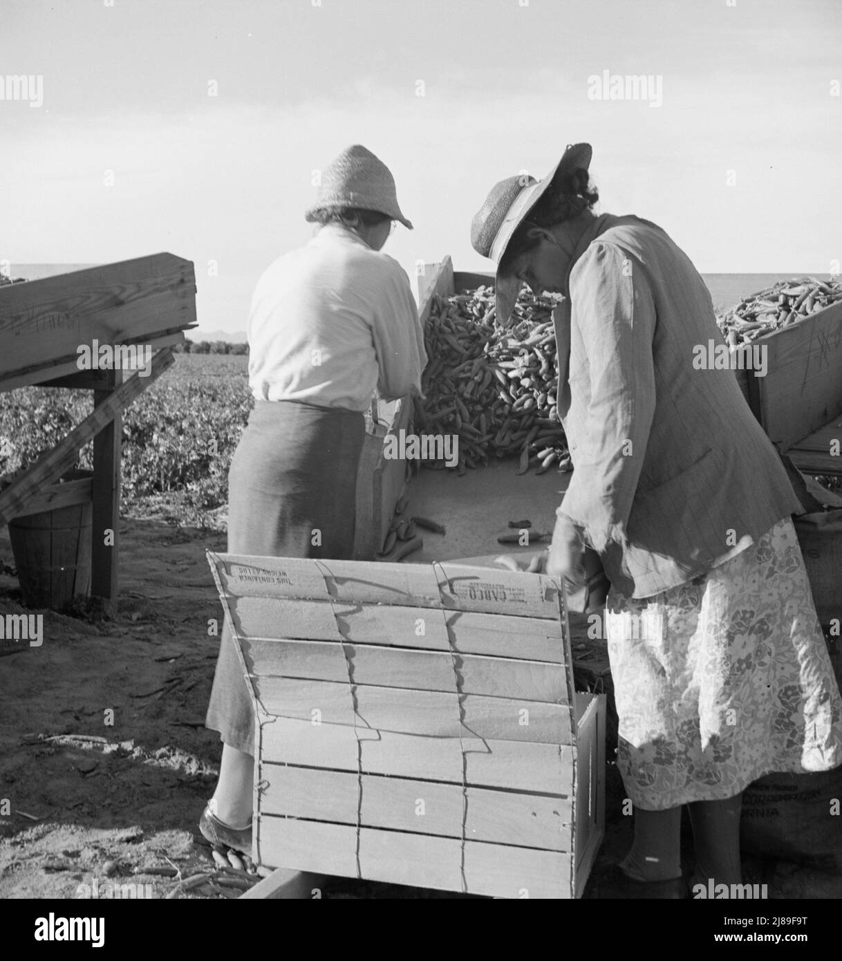 Peas with hats on hires stock photography and images Alamy