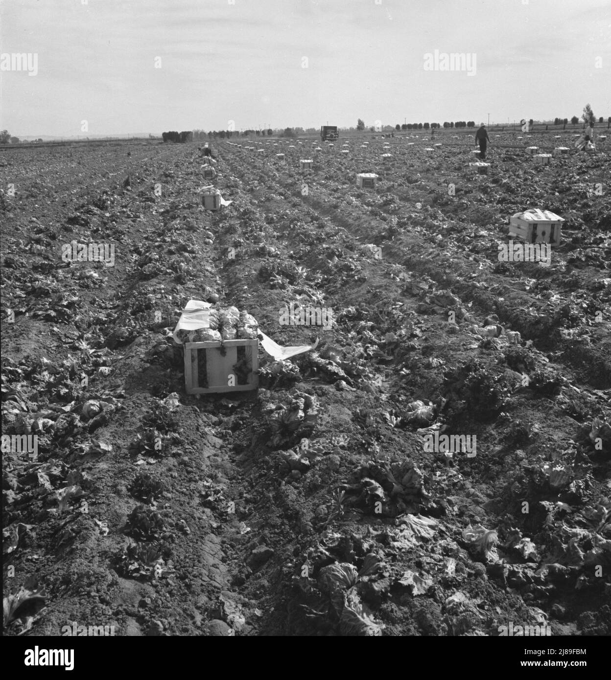 Filipino field gang in lettuce. Brawley, Imperial Valley, California