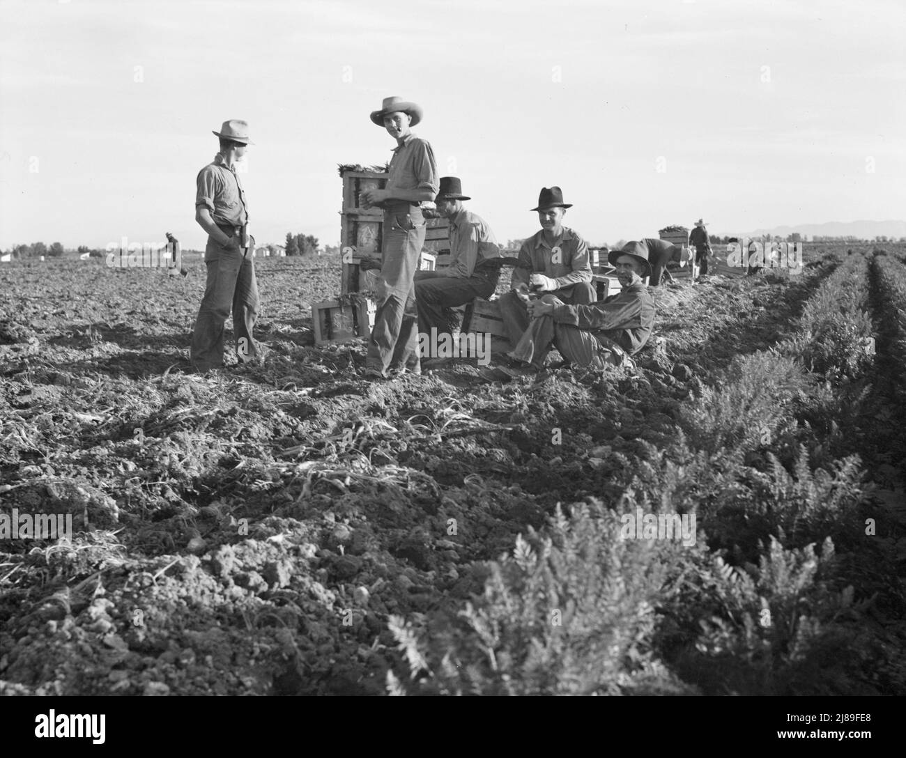 Large-scale agricultural gang labor, Mexicans and whites from the Southwest pull, clean, tie and crate carrots for the eastern market for eleven cents per crate of forty-eight bunches. Many can make barely one dollar a day. Heavy oversupply of labor and competition for jobs is keen. Near Meloland, Imperial Valley. Stock Photo