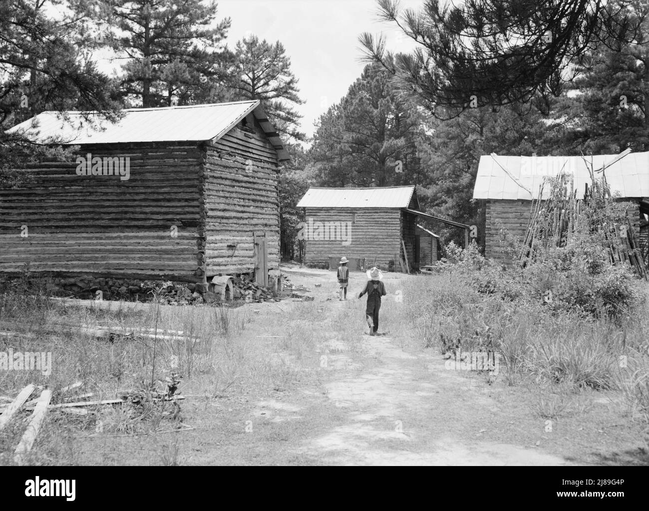 Tobacco barns on the Stone place. Upchurch, North Carolina Stock Photo