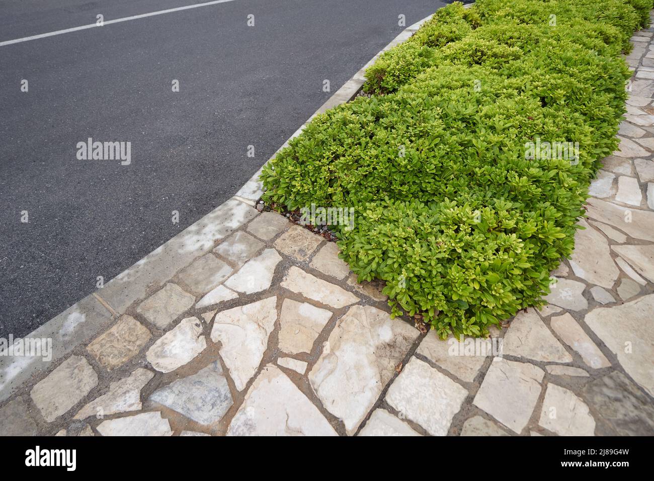 Boxwood bushes grow by the roadside of asphalt road Stock Photo