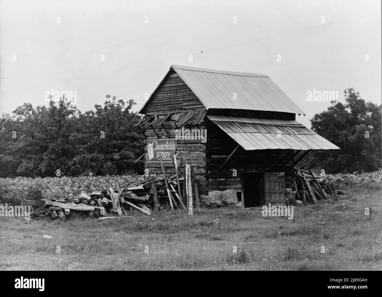 The tobacco barn, a distinctive American architectural form. Note tobacco  growing in field behind barn. Person County, North Carolina. 1939.  Photograph by Dorothea Lange Stock Photo