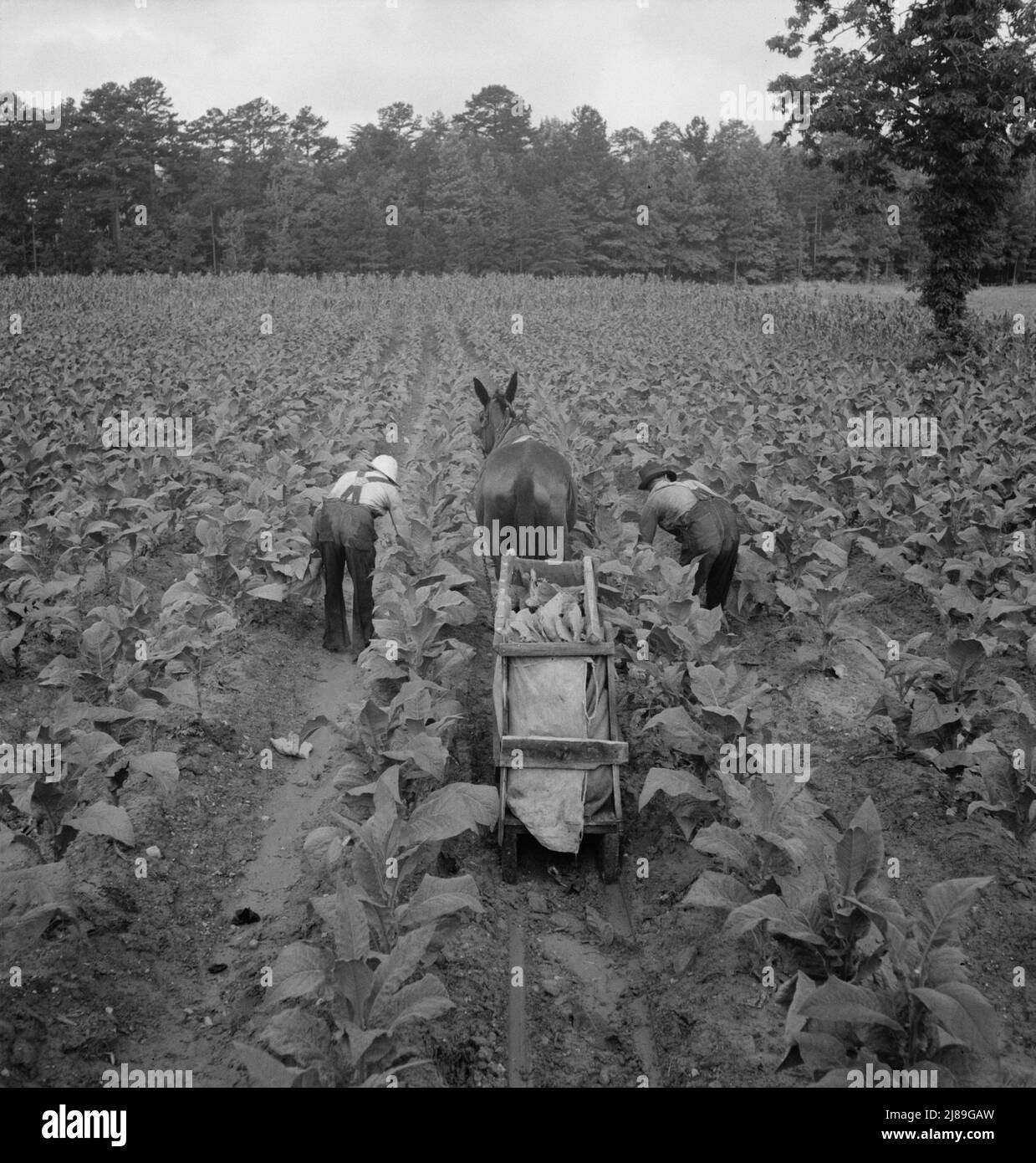 priming tobacco Tobacco field in early morning where white sharecropper and wage laborer  are priming tobacco. Shoofly, North Carolina Stock Photo