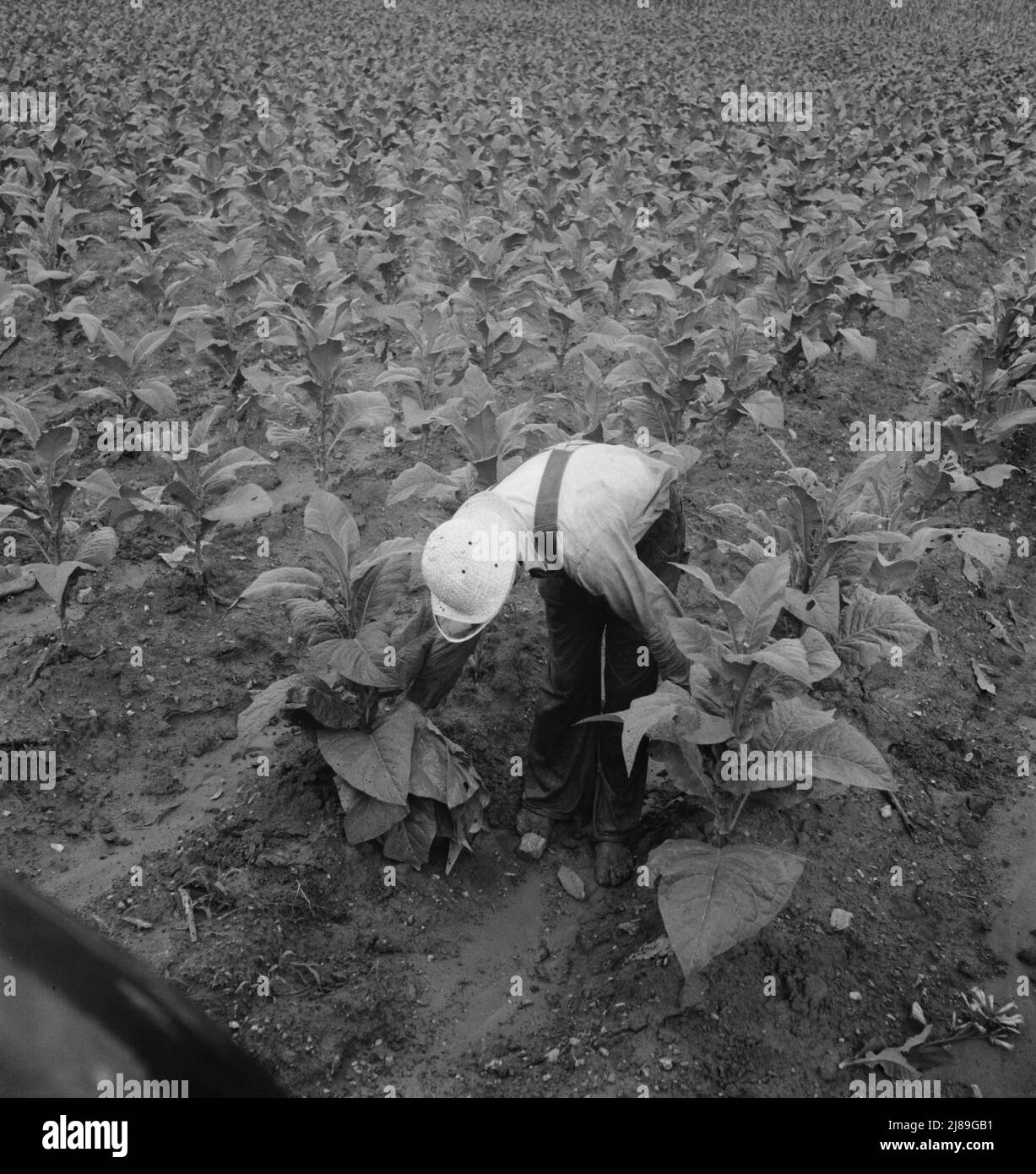 Early agriculture usa Black and White Stock Photos Images Alamy