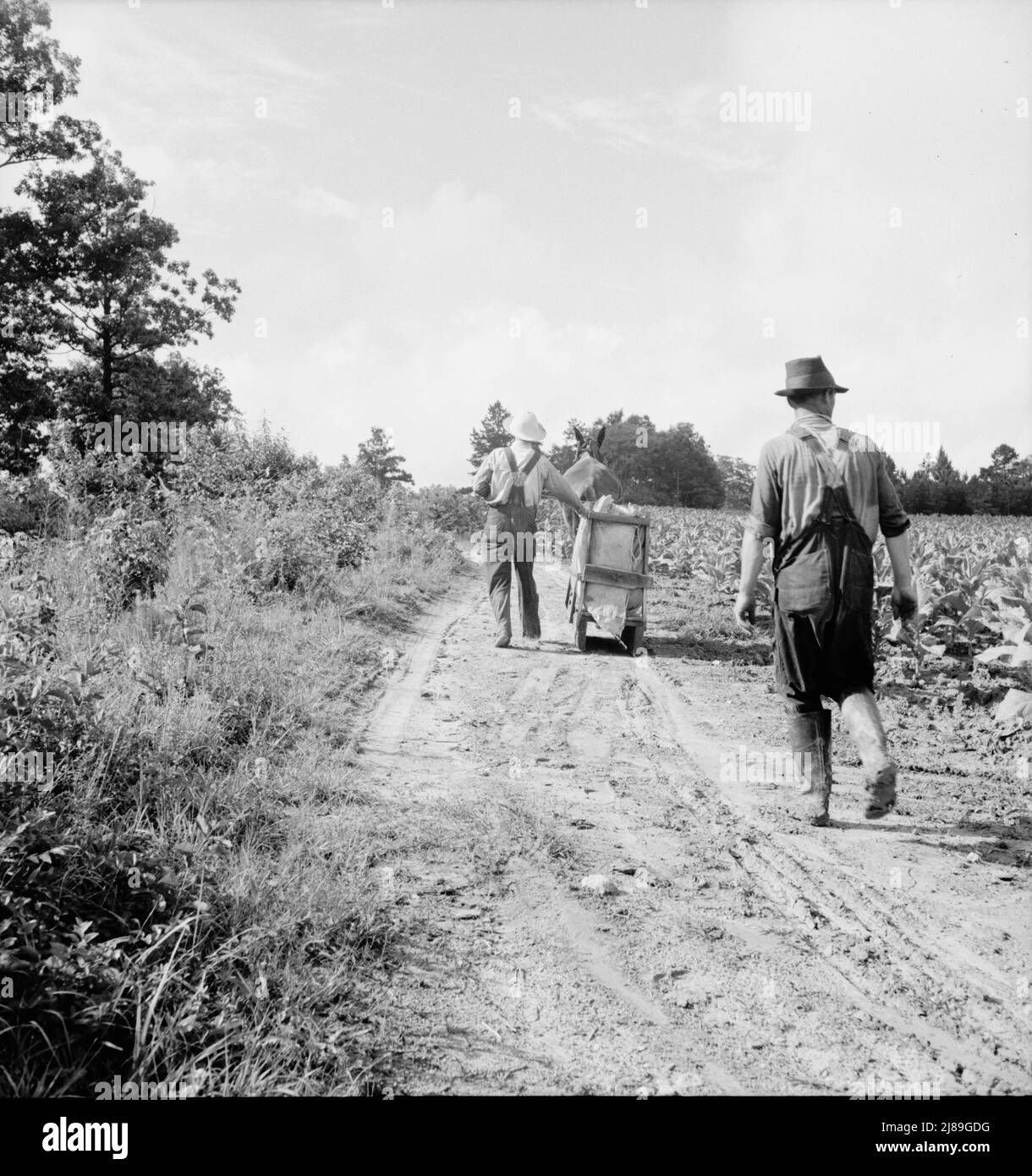 [Untitled, possibly related to: Mr. Taylor and wage laborer slide tobacco to the barn from the field, about a quarter of a mile. Granville County, North Carolina]. Stock Photo