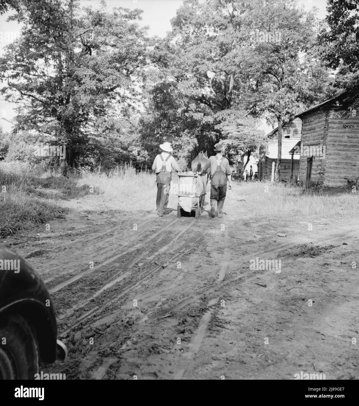 Mr. Taylor and wage laborer slide tobacco to the barn from the field, about a quarter of a mile. Granville County, North Carolina. Stock Photo