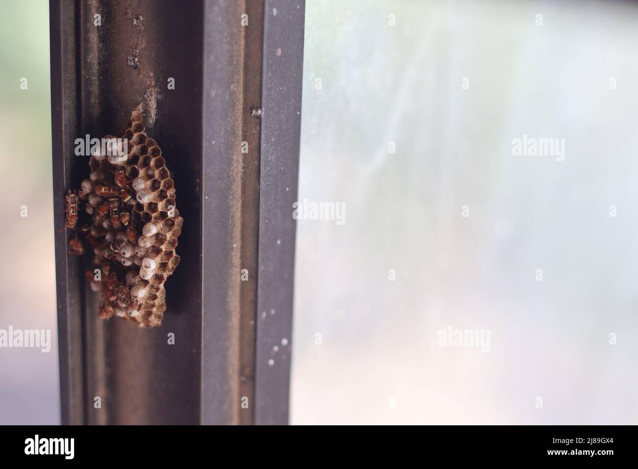 Paper wasp colony being built by the worker wasps. The hexagonal cells have eggs inside it. The nests of paper wasps are characterized by having open Stock Photo