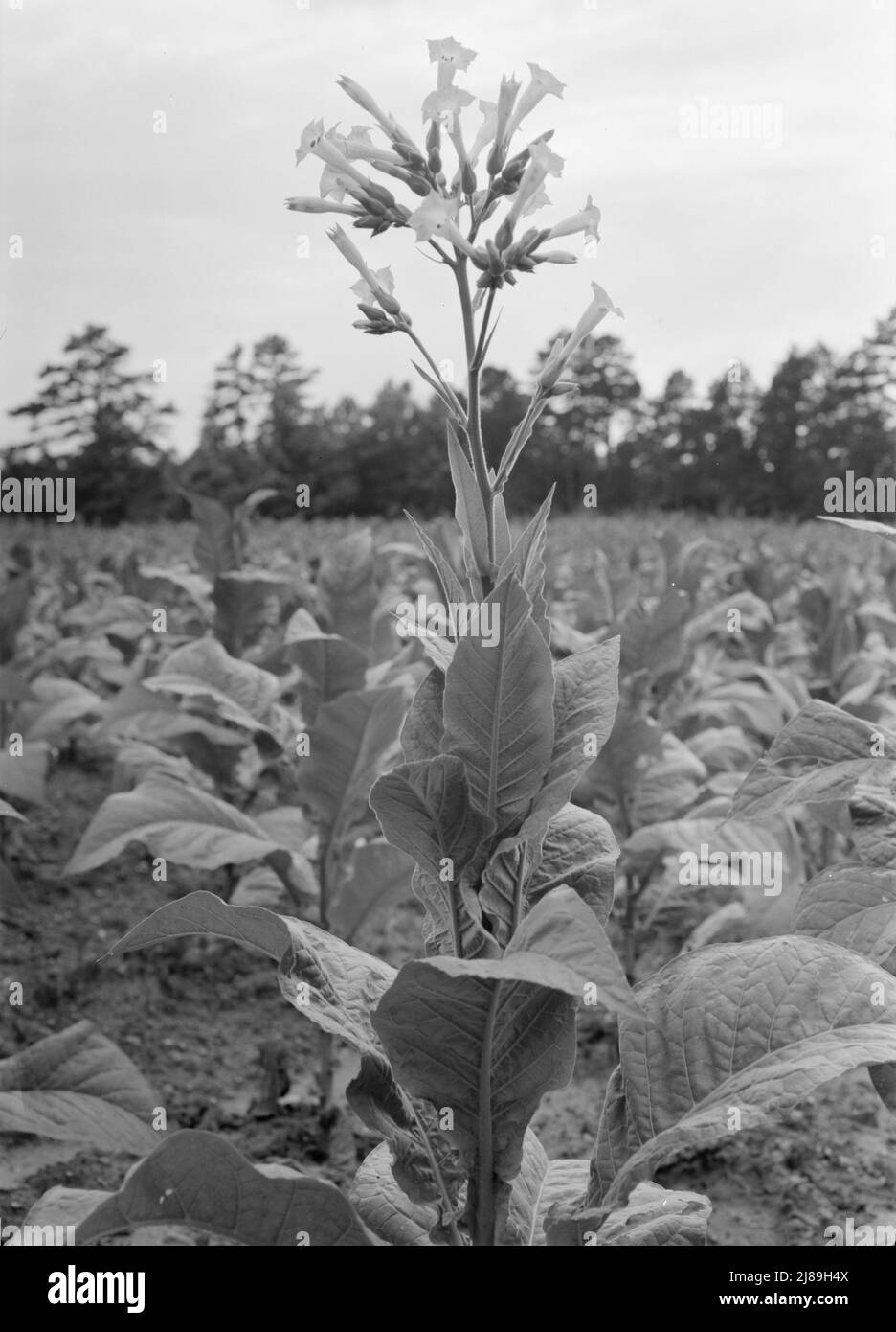 Single tobacco flower. The tobacco plant is &quot;topped&quot; before it blooms in the field, with exception of a few plants which are saved out for seed. Shoofly, Granville County, North Carolina. Stock Photo