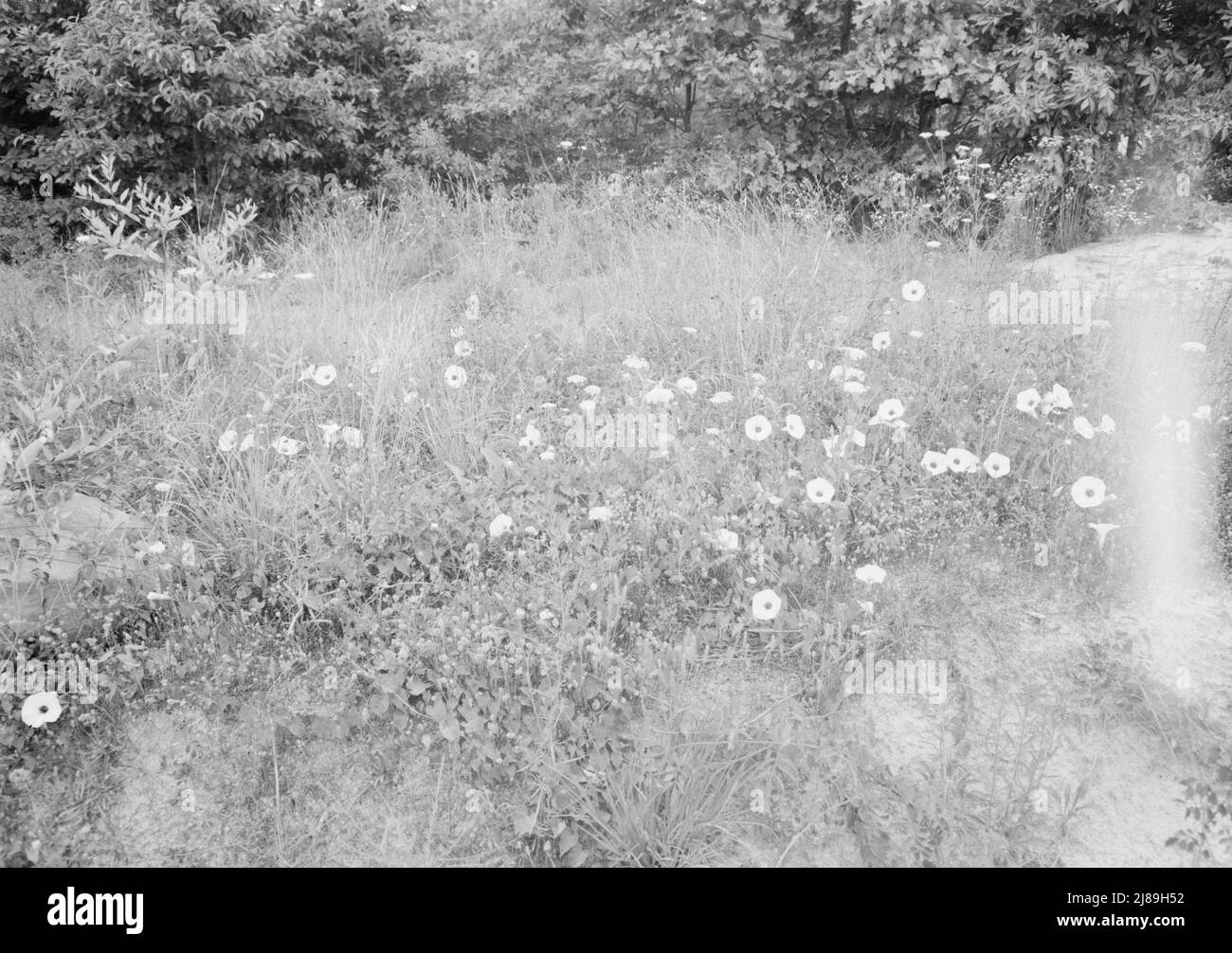 [Untitled, possibly related to: Along county road, Person County, North Carolina. Close-up on roadside showing natural coverage, including wild morning glory flowers]. Stock Photo