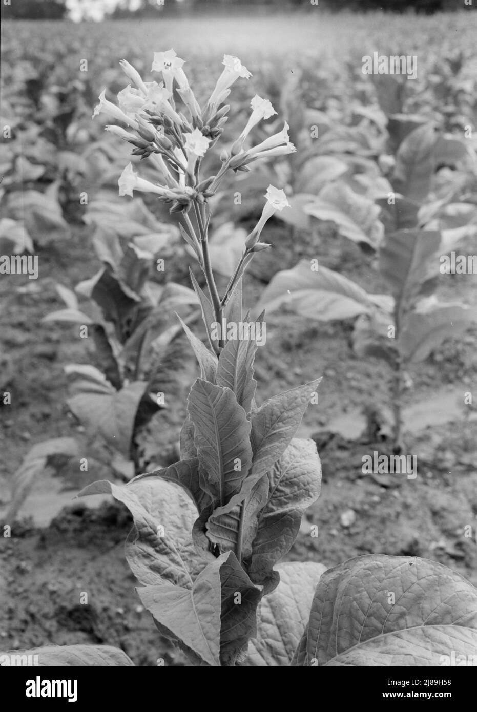 [Untitled, possibly related to: Single tobacco flower. The tobacco plant is &quot;topped&quot; before it blooms in the field, with exception of a few plants which are saved out for seed. Shoofly, Granville County, North Carolina]. Stock Photo