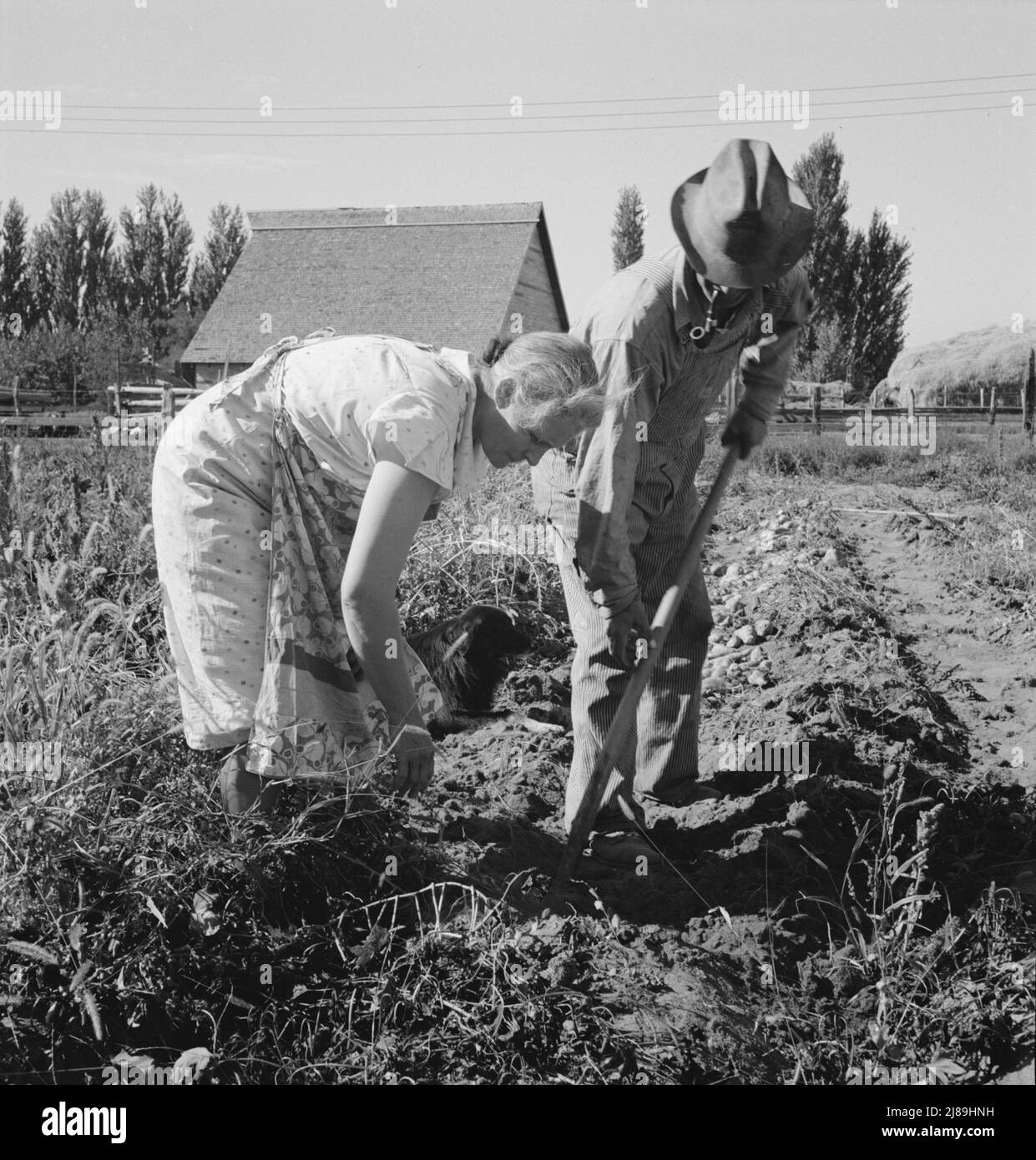 Sweet potato harvesting Black and White Stock Photos & Images Alamy