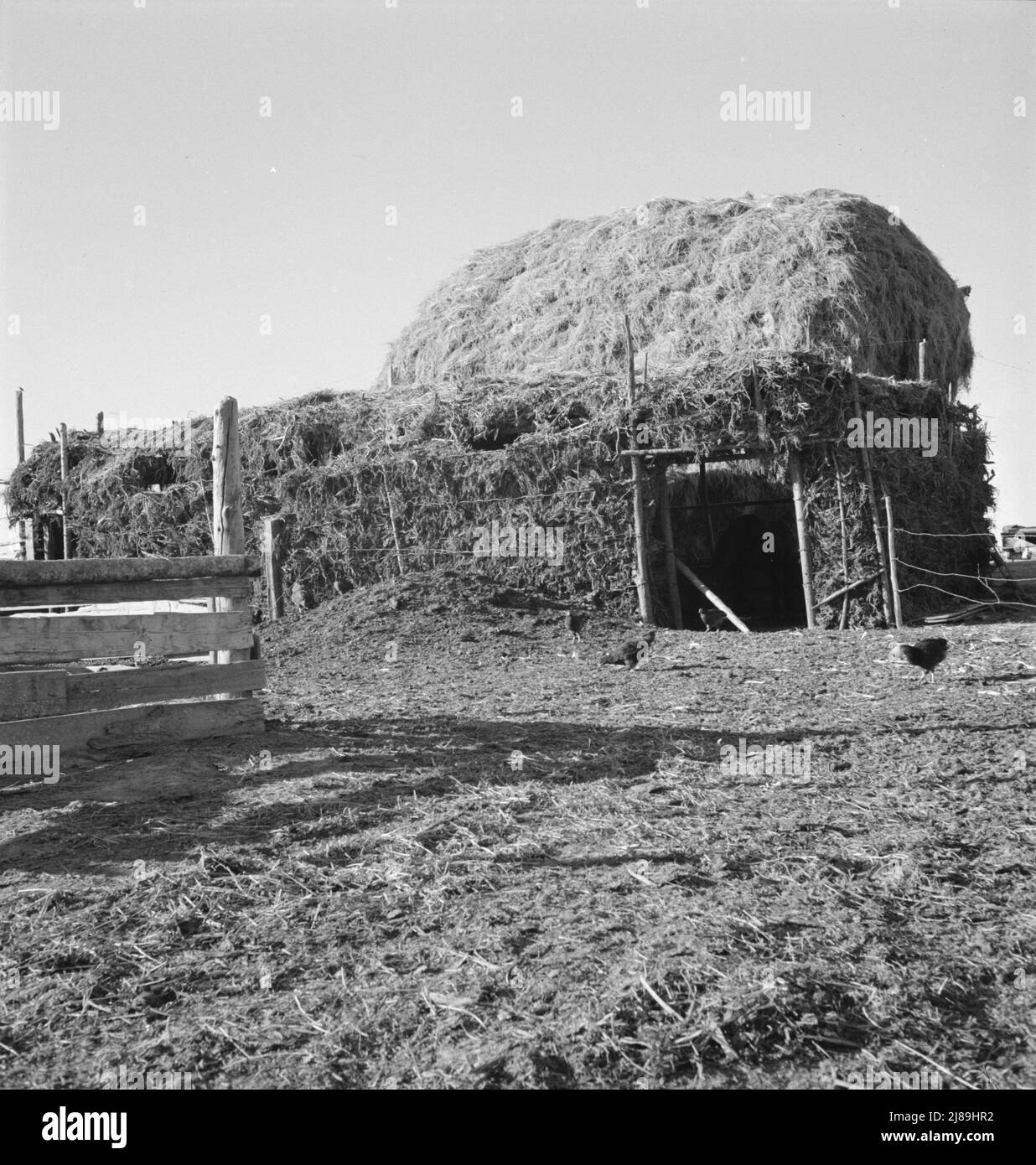 Twoyear old barn, sage bush thatched (name Hull). Dead Ox Flat