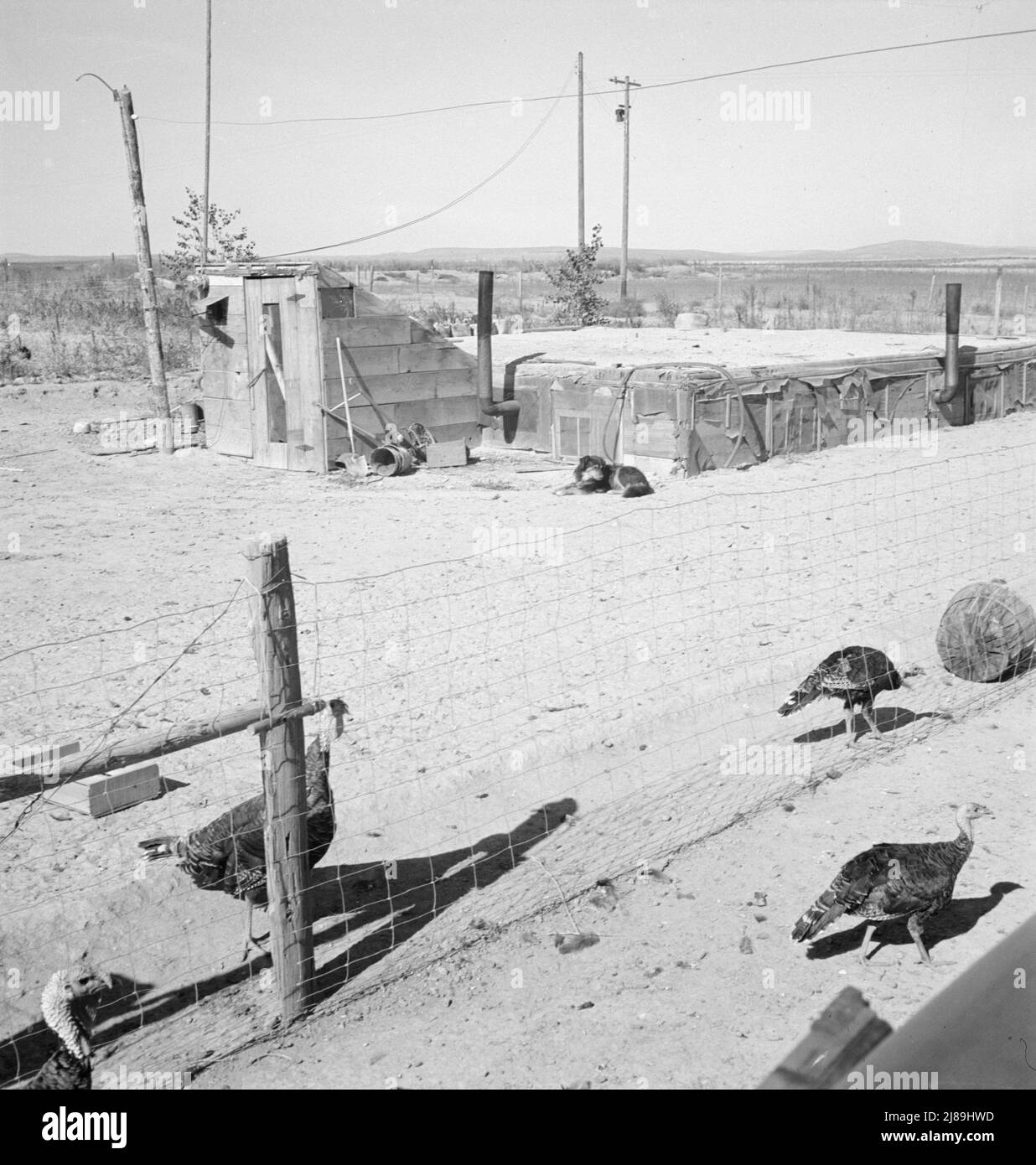 Home of the Williams' family. Dead Ox Flat, Malheur County, Oregon