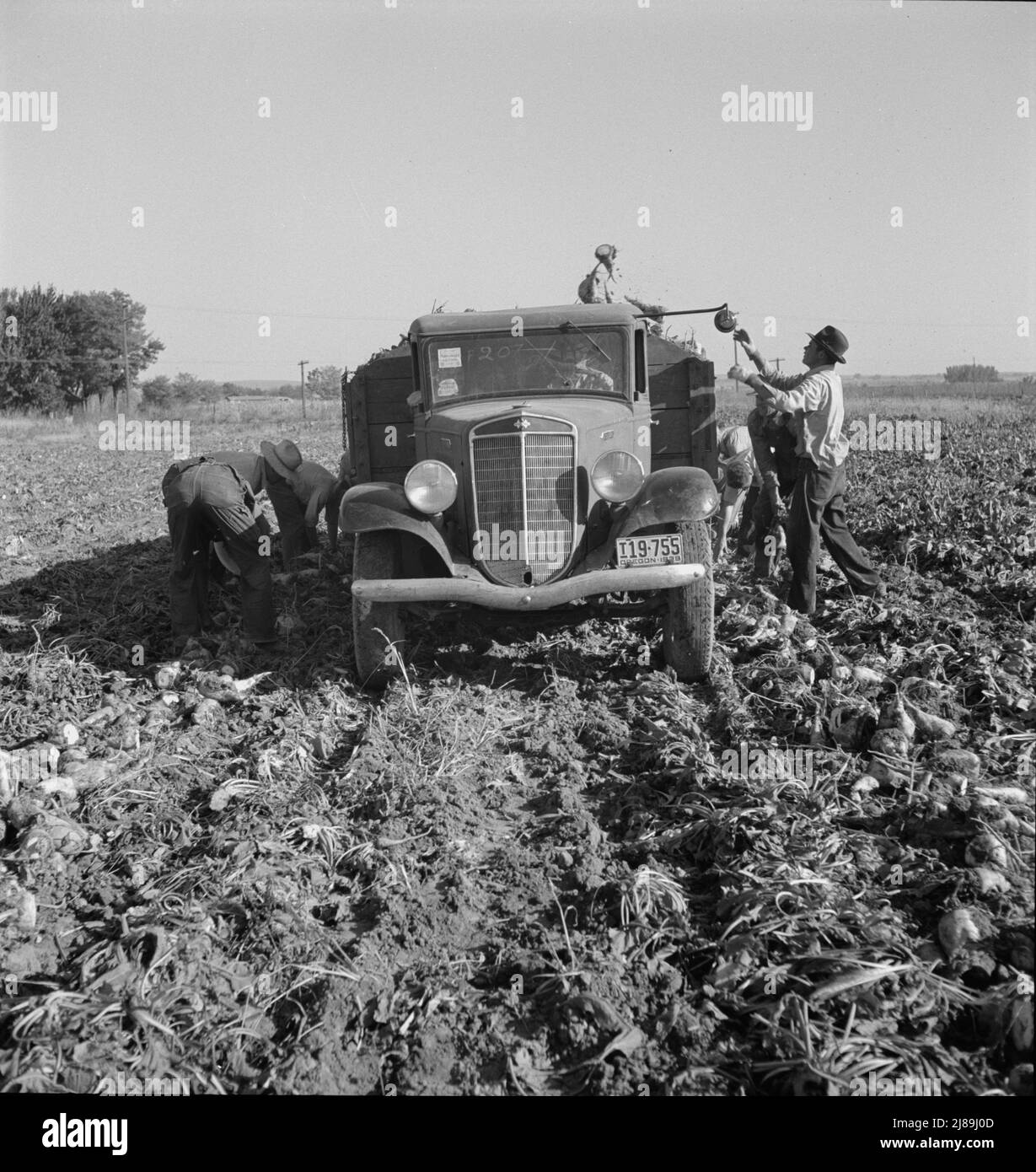 Loading truck in sugar beet field. Average wage of field worker: two dollars and fifty cents per day and dinner and supper during topping. Near Ontario, Malheur County, Oregon. Stock Photo