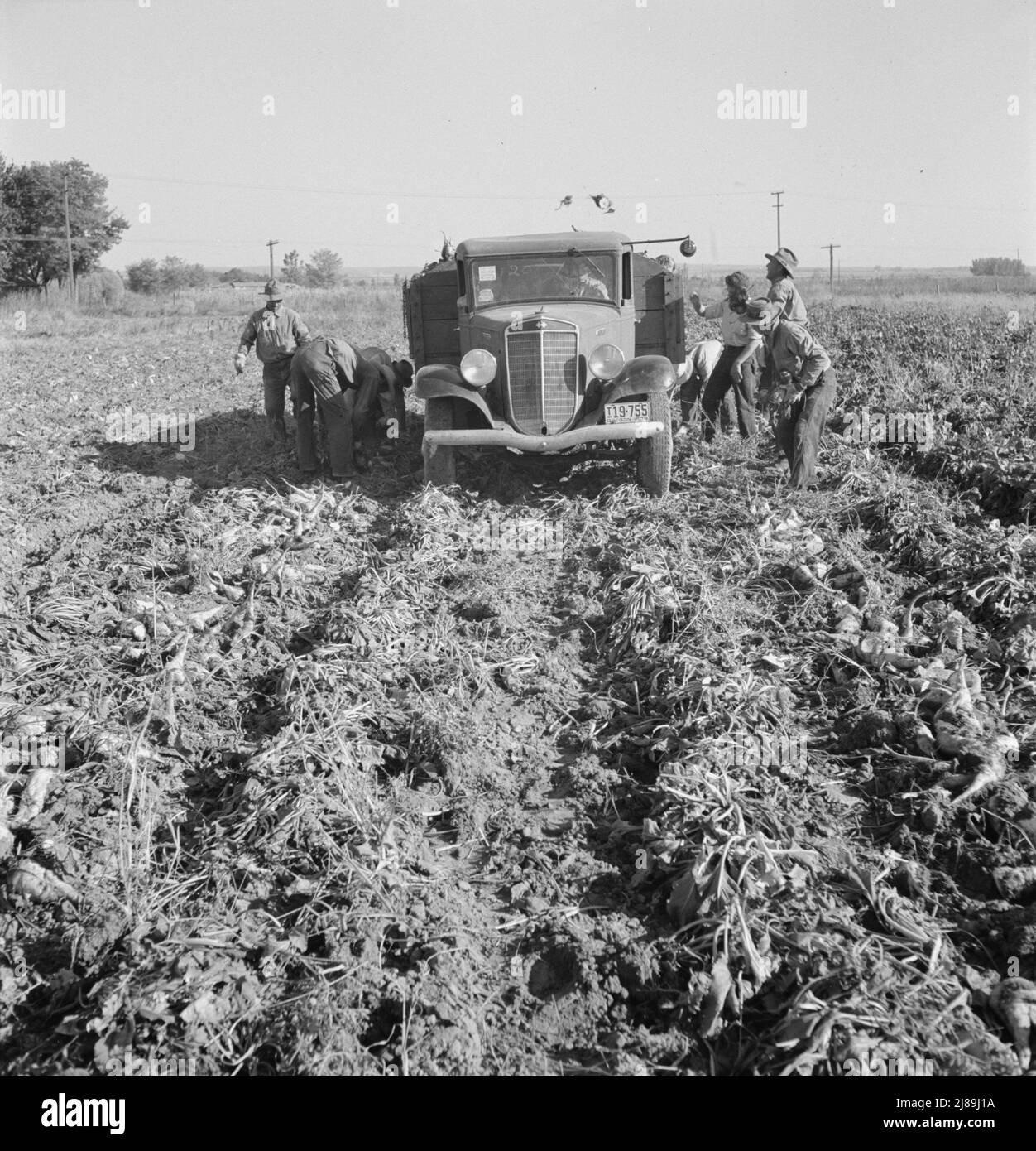 Ontario, Malheur County, Oregon. October 1939. Loading a truck in a sugar beet field. Stock Photo