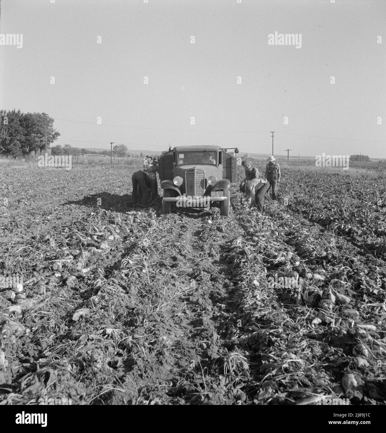 Loading truck in sugar beet field. Average wage of field worker: two dollars and fifty cents per day and dinner and supper during topping. Near Ontario, Malheur County, Oregon. Stock Photo