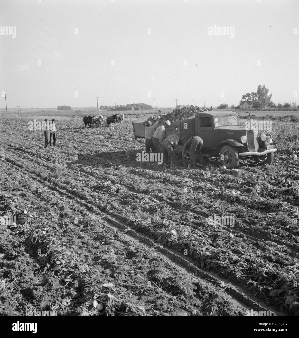 View of sugar beet field with crew loading truck for Nyssa factory. Average yield of beets in excess of sixteen tons per acre in this region. Near Ontario, Malheur County, Oregon. Stock Photo