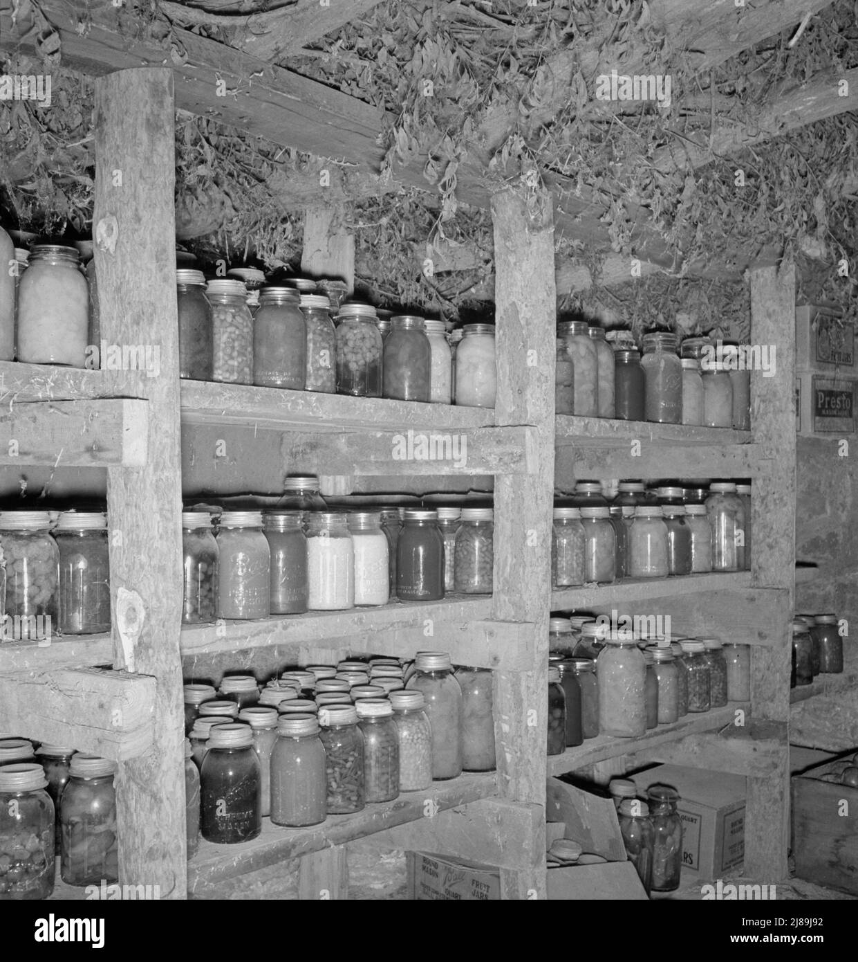 Mrs. Wardlow has 500 quarts of food in her dugout cellar. Dead Ox Flat, Malheur County, Oregon. Stock Photo